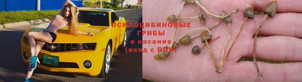 ГАЛЛЮЦИНОГЕННЫЕ ГРИБЫ Белокуриха